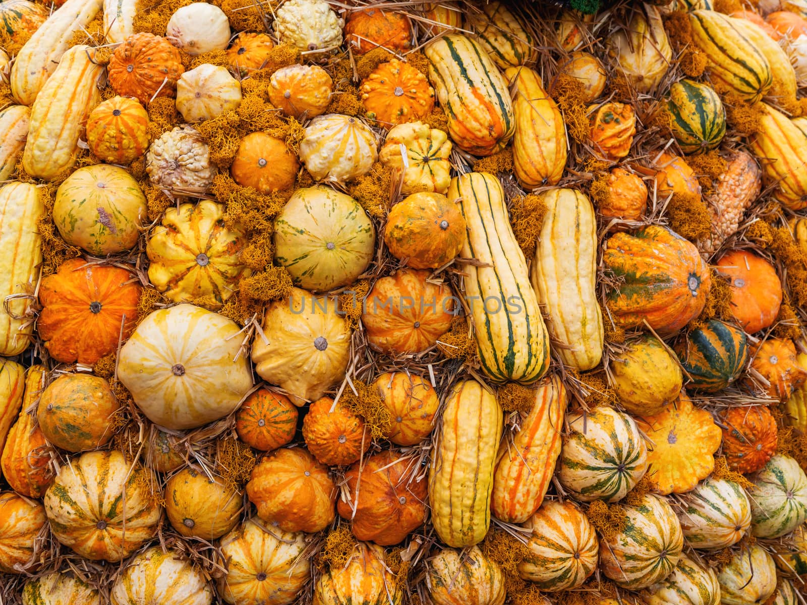 Bright orange and yellow pumpkins on straw. Top view on autumn crop.