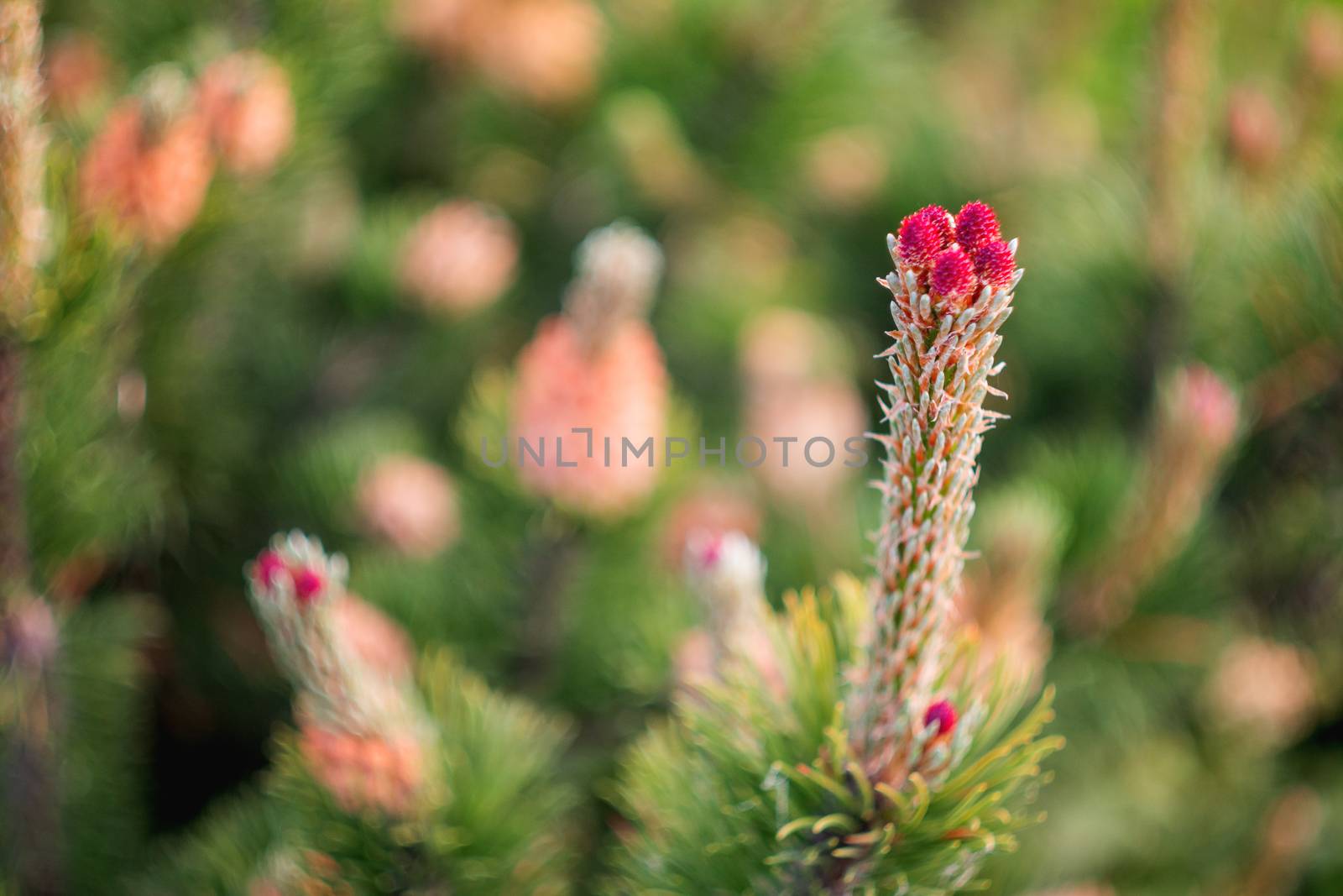 Blooming pine tree. Coniferous tree with flowers on branches.