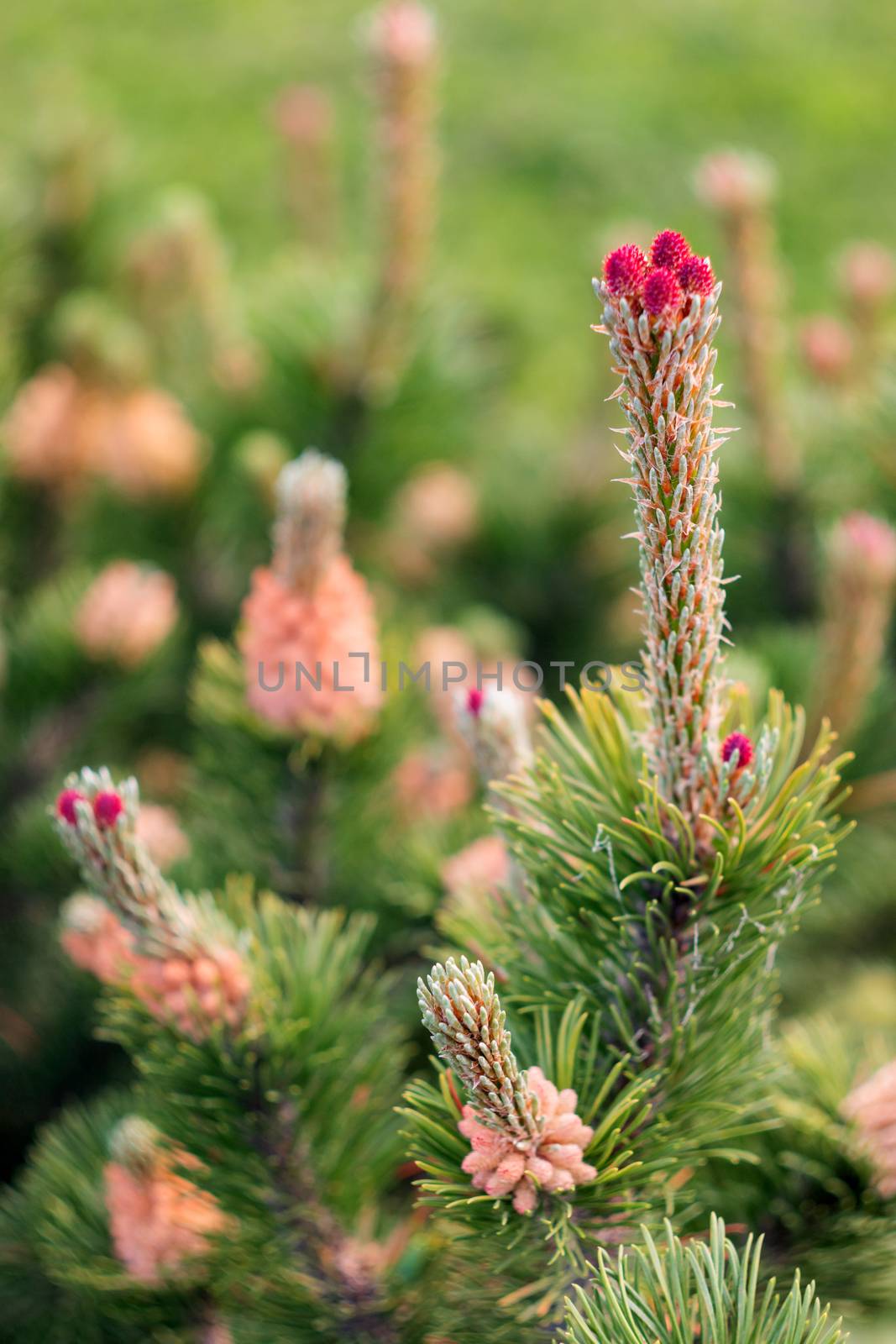 Blooming pine tree. Coniferous tree with flowers on branches. by aksenovko