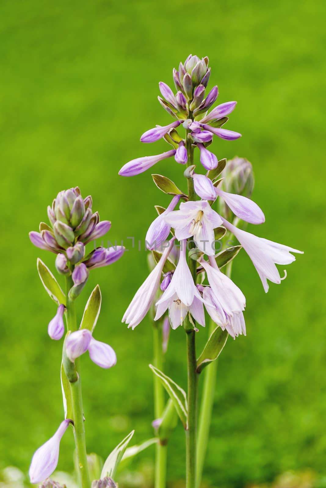 Natural summer background with blooming Hosta flowers.