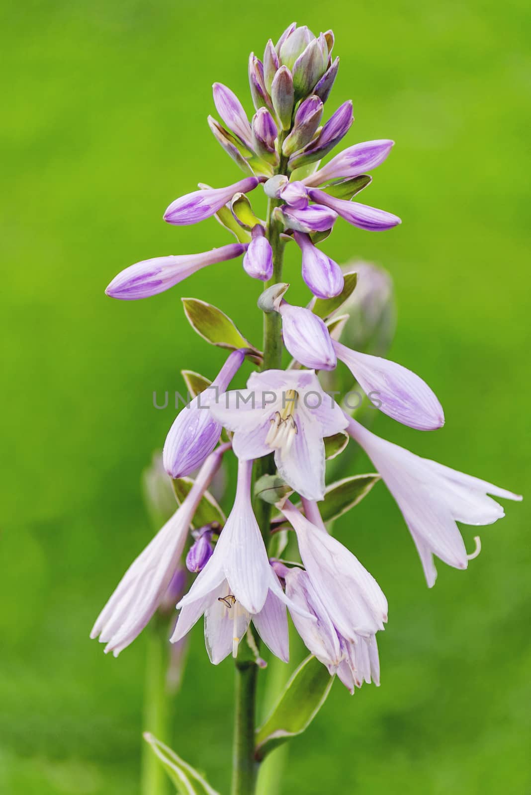 Natural summer background with blooming Hosta flowers.