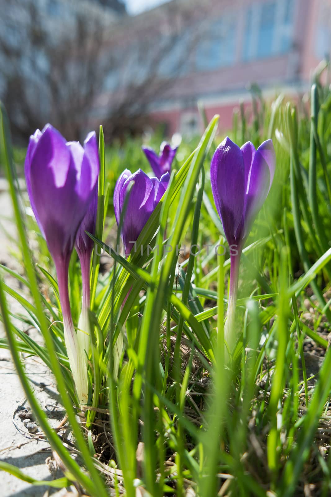 Crocus flowers makes the way through fallen leaves. Natural spring background. Moscow, Russia. by aksenovko