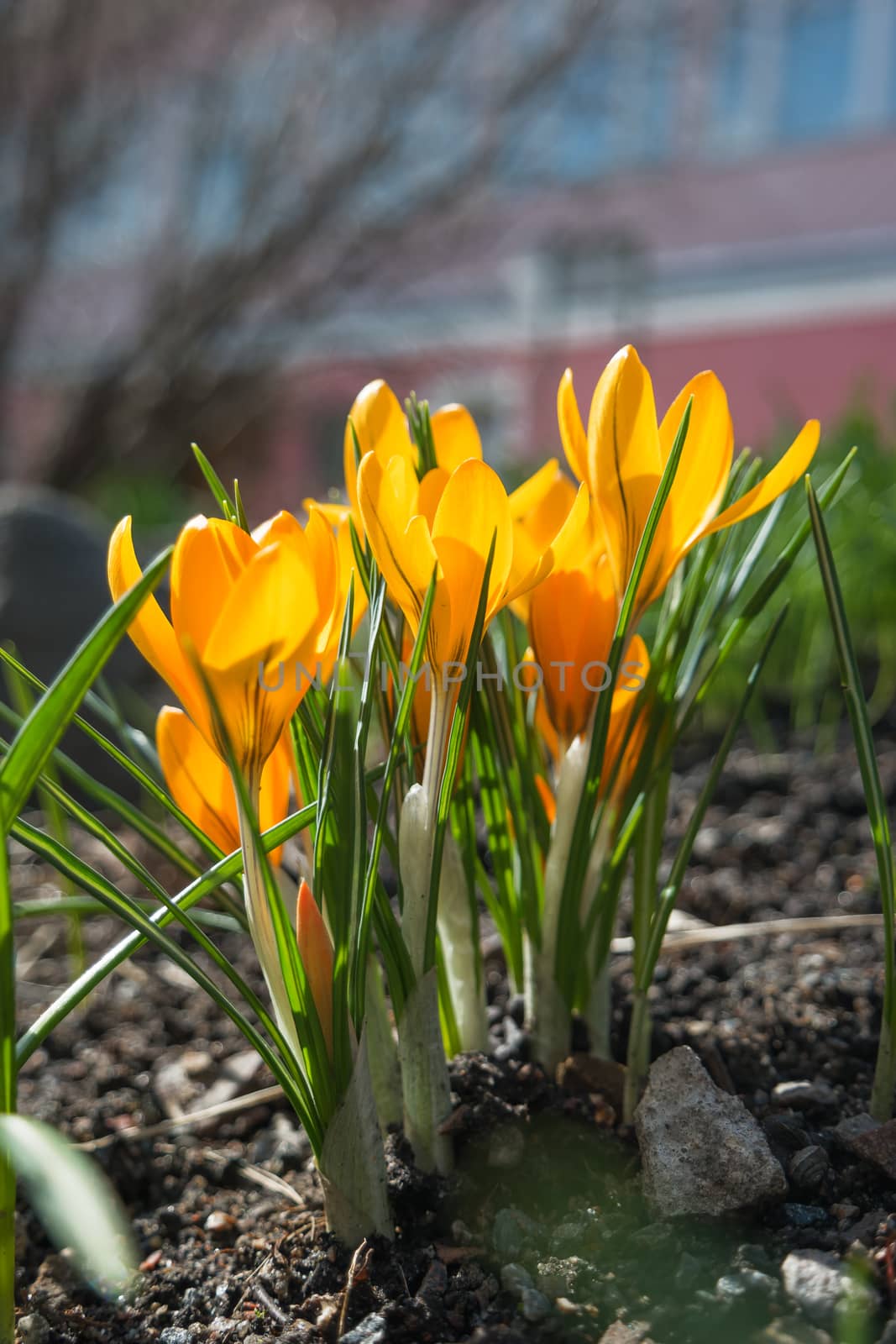 Crocus flowers makes the way through fallen leaves. Natural spring background. Moscow, Russia.