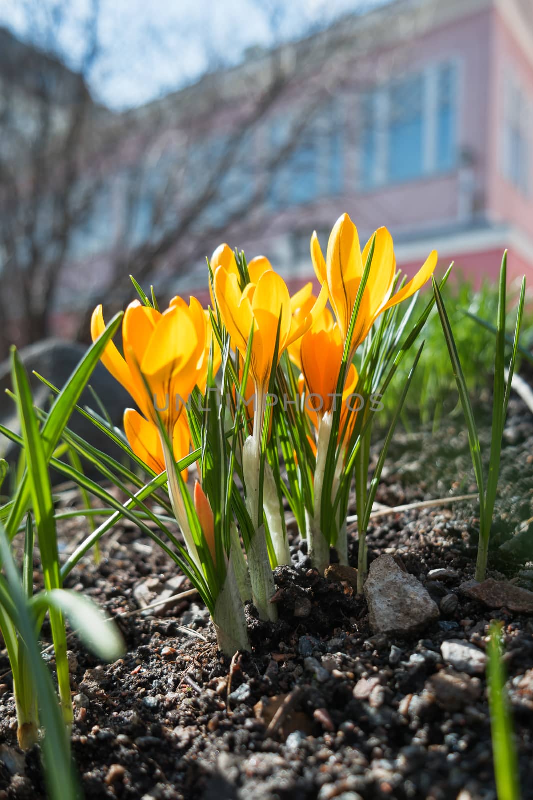 Crocus flowers makes the way through fallen leaves. Natural spring background. Moscow, Russia. by aksenovko