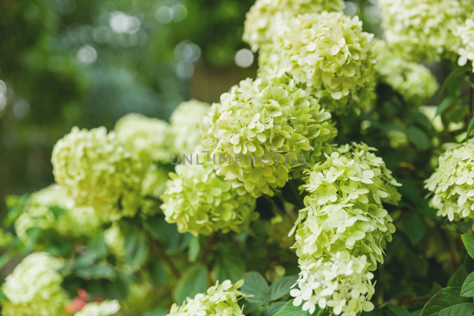 Bushes of blossoming hydrangeas. Natural spring background with green blooming flowers.