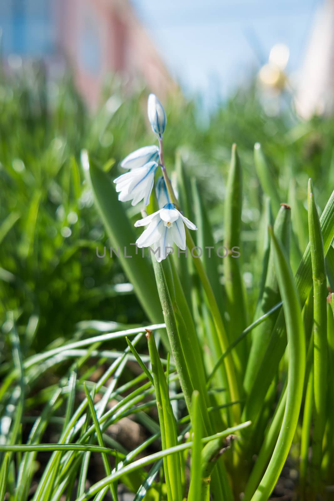 Scilla mischtschenkoana makes the way through fallen leaves. Natural spring background. Moscow, Russia. by aksenovko