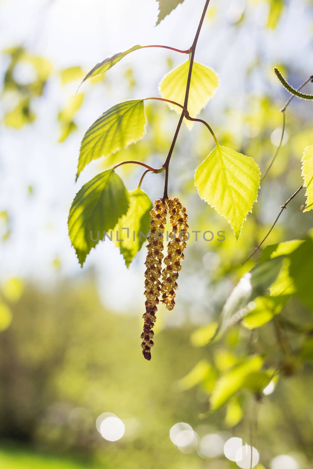 Abstract spring background with birch tree branch.