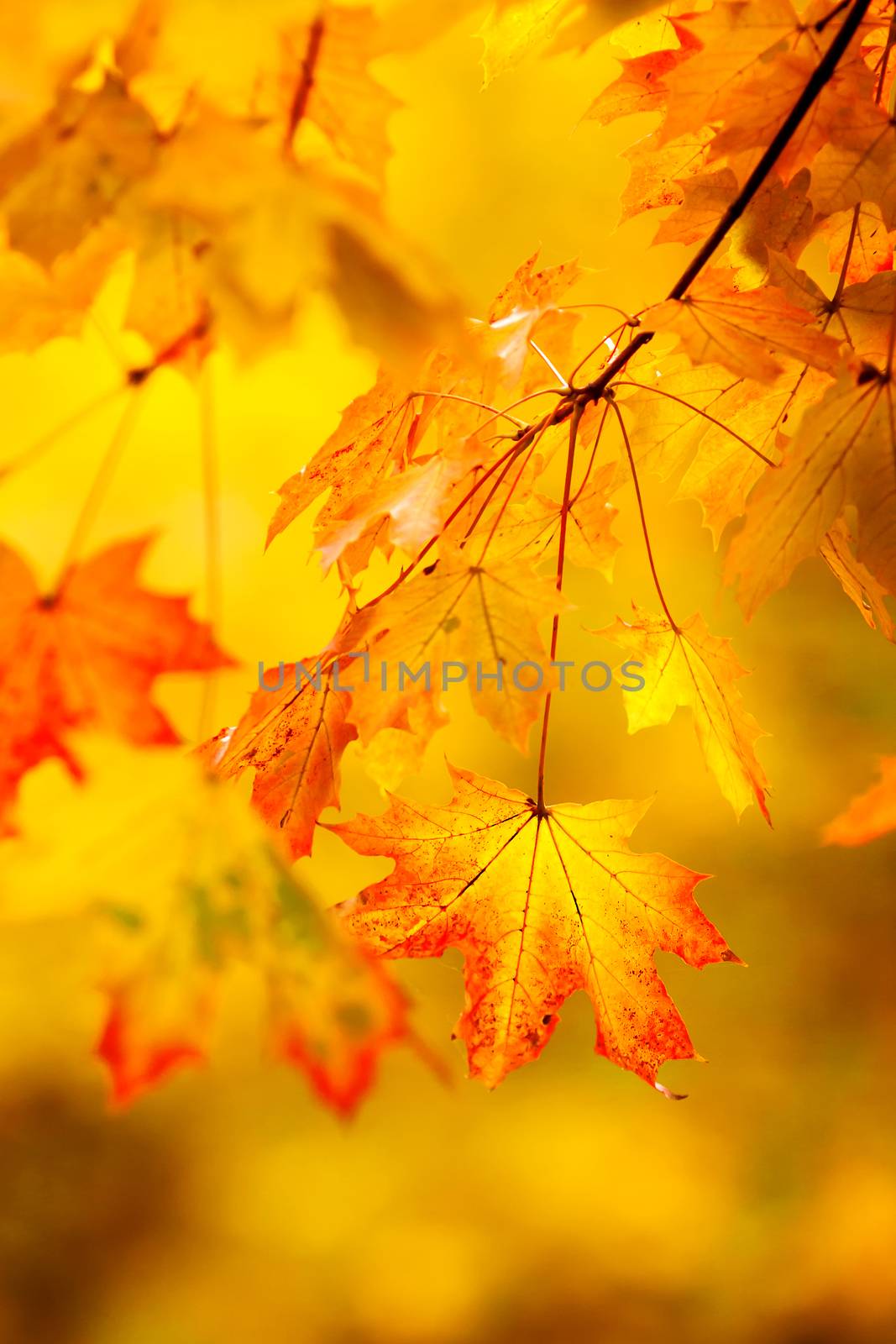 Abstract autumn natural background with yellow maple leaves. by aksenovko