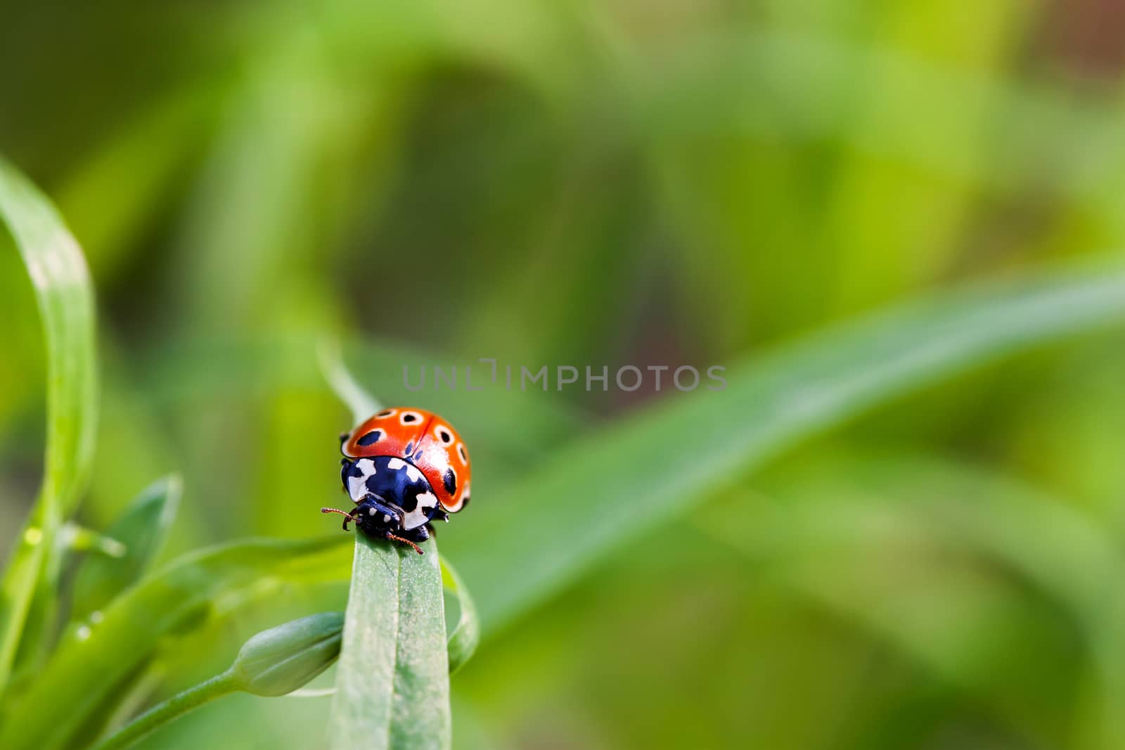 Natural background with place for text. Ladybug sitting on grass.
