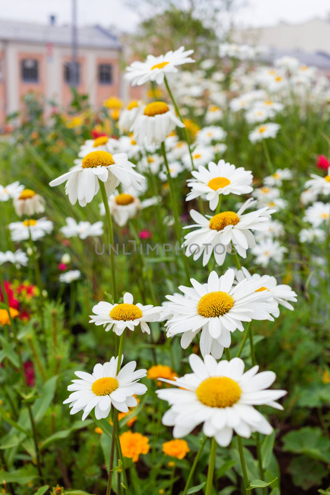 Lawn with blooming daisies. Flower bed in urban environment. Moscow, Russia.