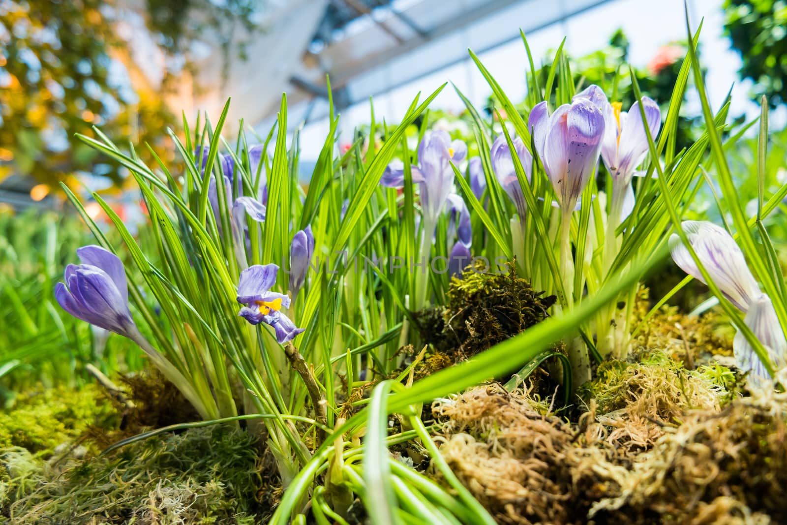 Crocus flowers makes the way through fallen leaves. Natural spring background. Moscow, Russia.