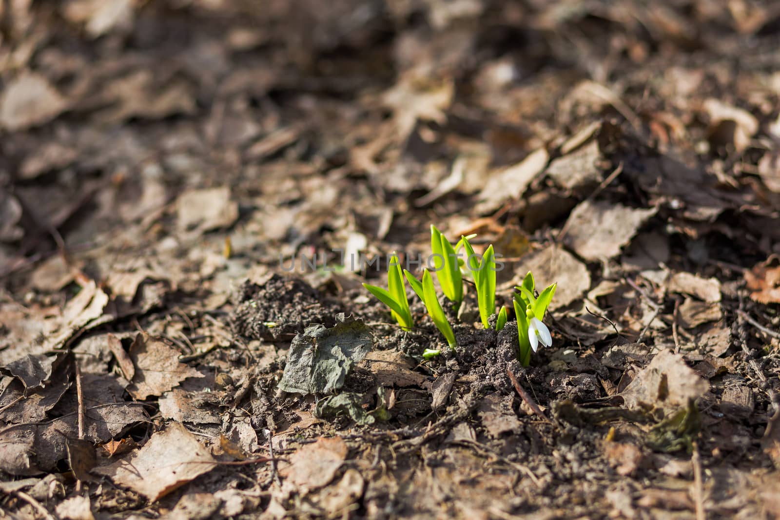 Snowdrop (Galanthus) flowers makes the way through fallen leaves. Natural spring background. Moscow, Russia.