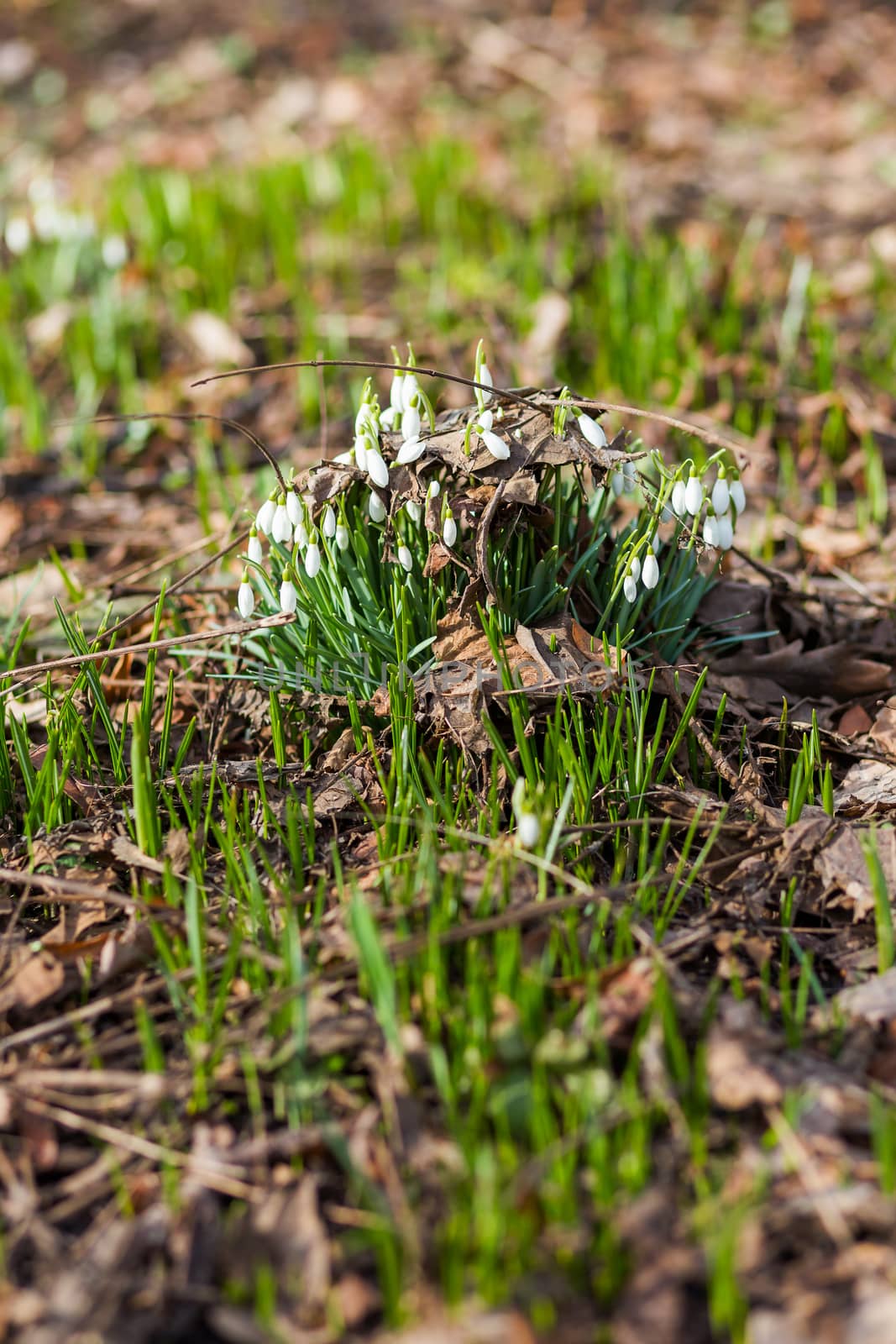 Snowdrop (Galanthus) flowers makes the way through fallen leaves. Natural spring background. Moscow, Russia. by aksenovko