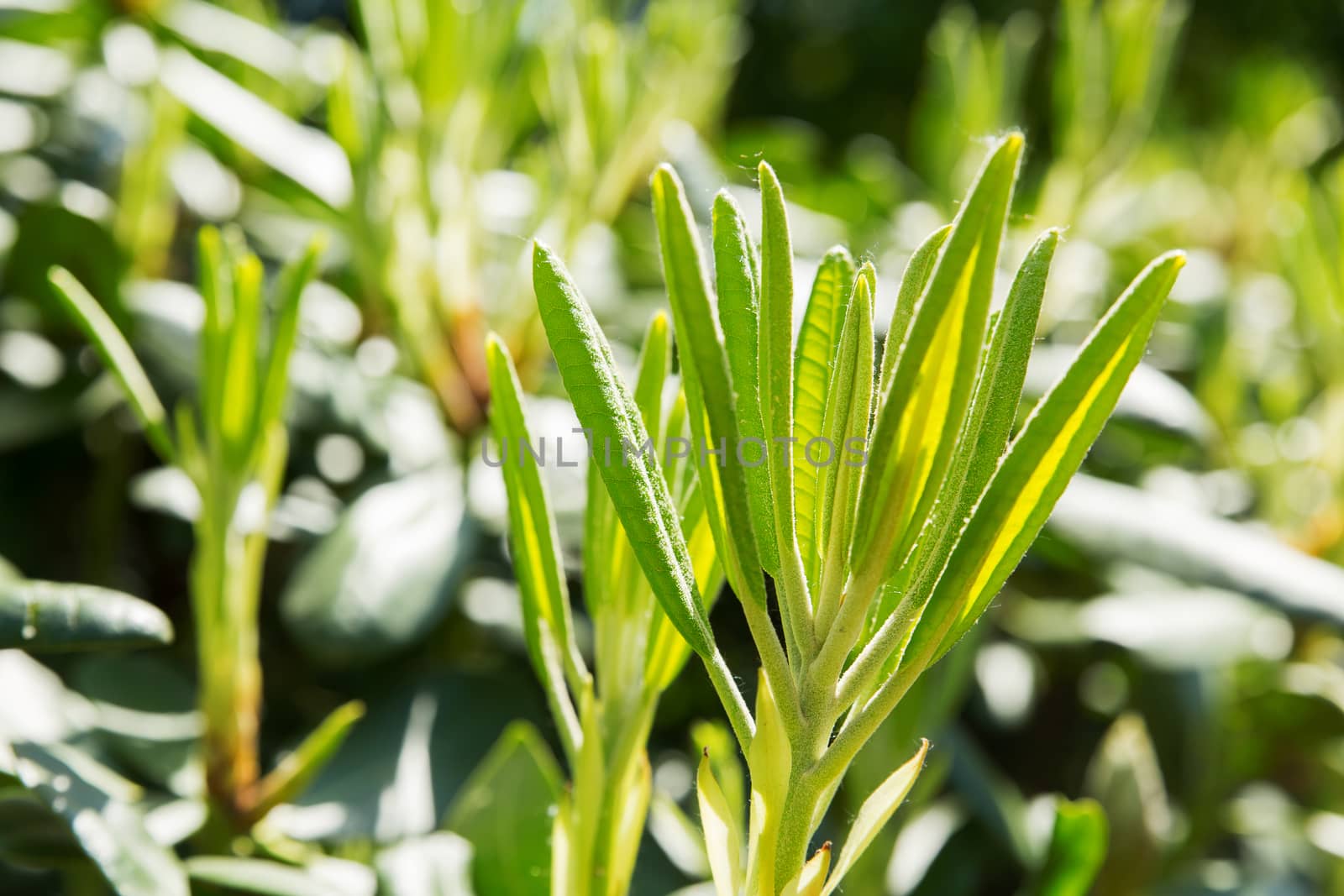 Rhododendron buds and leaves (Ericaceae). Bright flowers on green natural background. Sunny summer morning in garden.