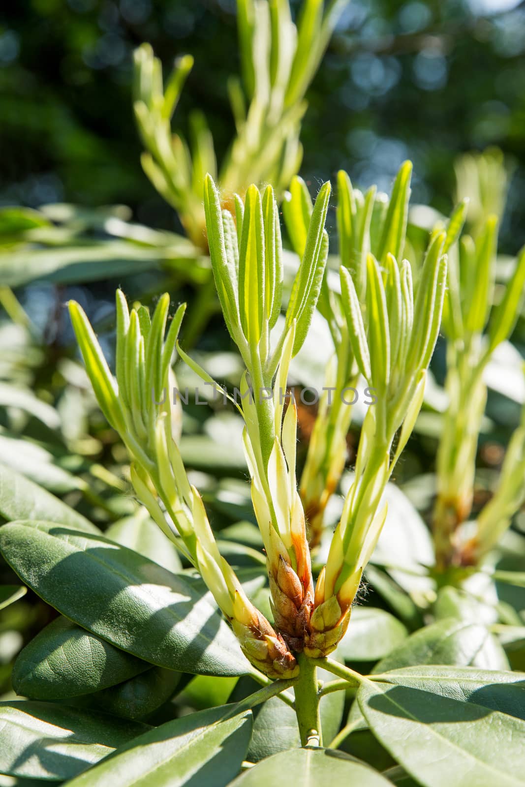 Rhododendron buds and leaves (Ericaceae). Bright flowers on green natural background. Sunny summer morning in garden.