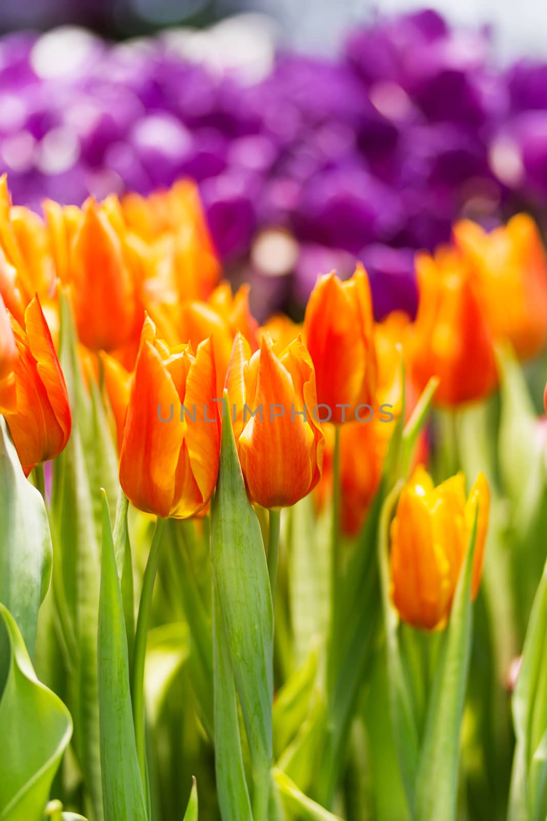 Natural background with different kinds of tulips. Spring background with colorful blossoming flowers in sunny day. Moscow, Russia. by aksenovko