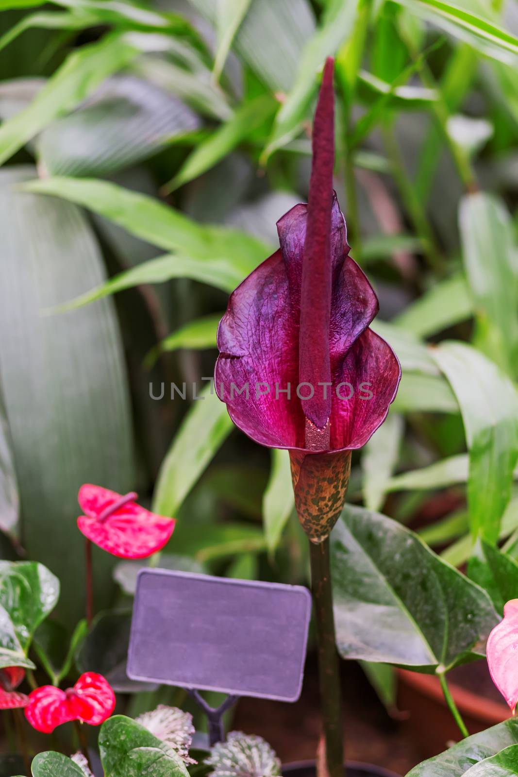 Amorphophallus konjac (also known as konjak, konjaku, konnyaku potato, devil's tongue, voodoo lily, snake palm, or elephant yam). Place for text. by aksenovko