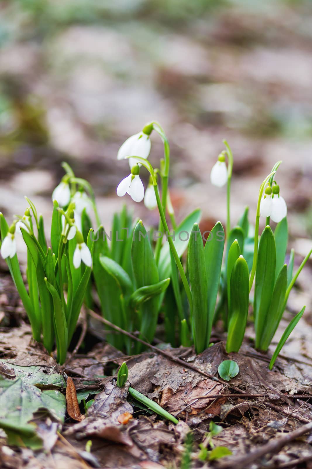 Snowdrop (Galanthus) flowers makes the way through fallen leaves. Natural spring background. Moscow, Russia.