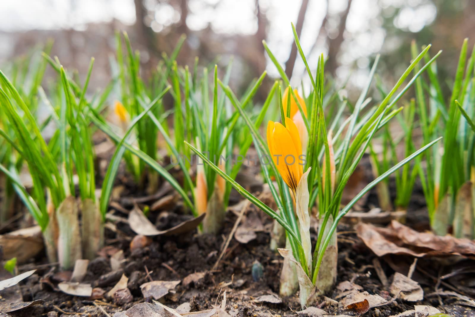 Crocus flowers makes the way through fallen leaves. Natural spring background. Moscow, Russia.
