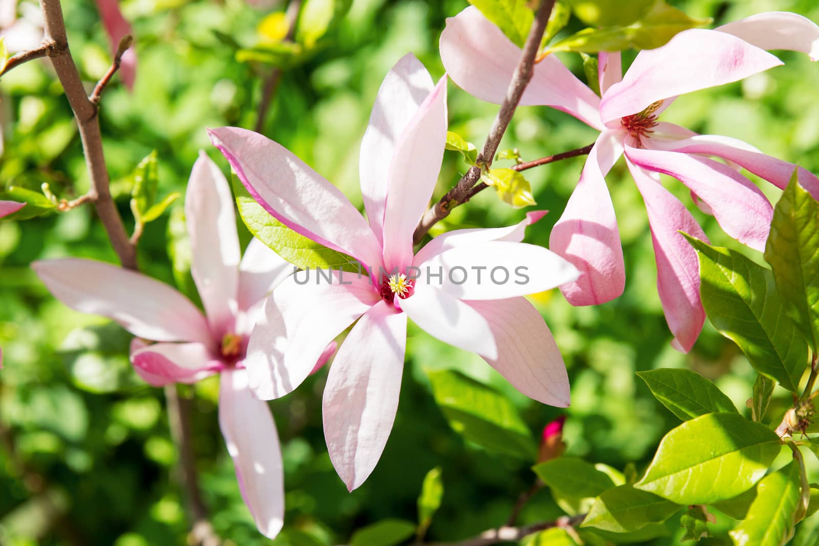 Magnolia susan (Magnoliaceae, M.stellata, M.liliflora). Natural spring background with blossoming flowers.