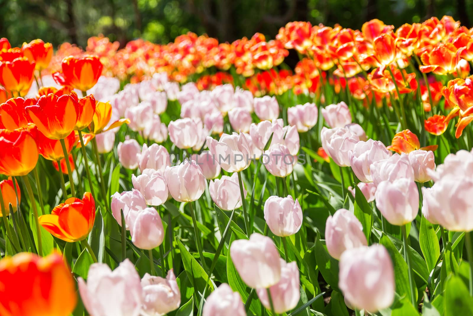 Natural background with different kinds of tulips. Spring background with colorful blossoming flowers in sunny day.