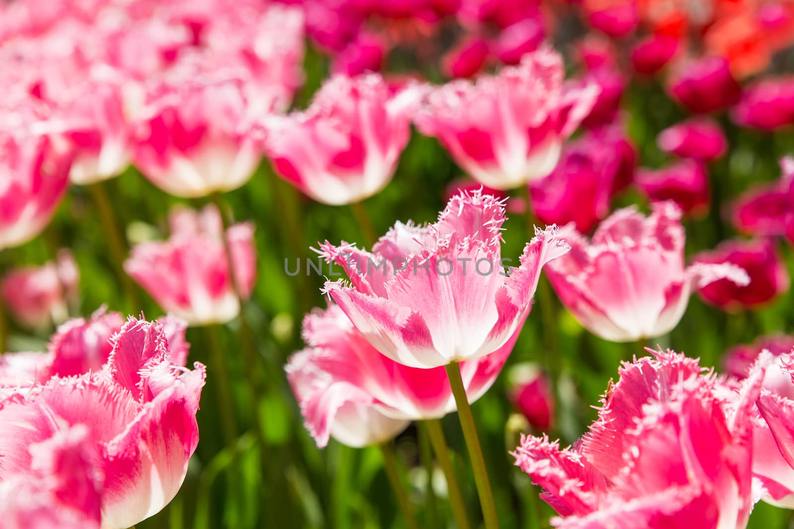 Natural background with different kinds of tulips. Spring background with colorful blossoming flowers in sunny day.