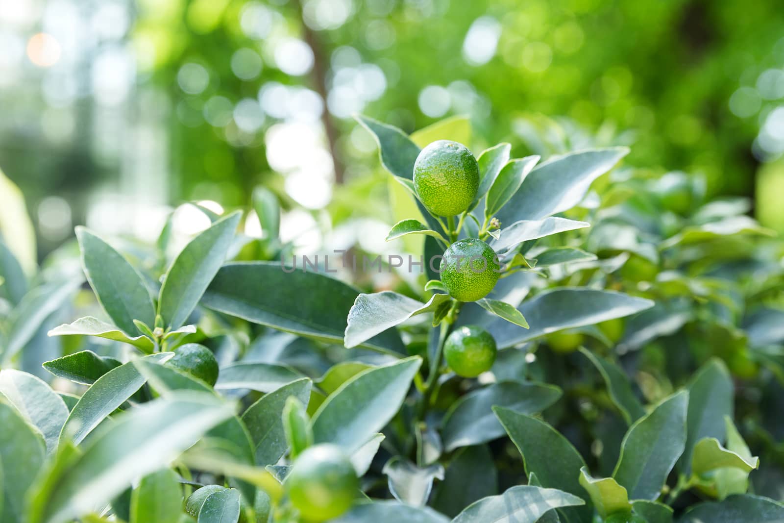 Fortunella japonica (cumquat). Natural background with cumquat fruits in foliage.