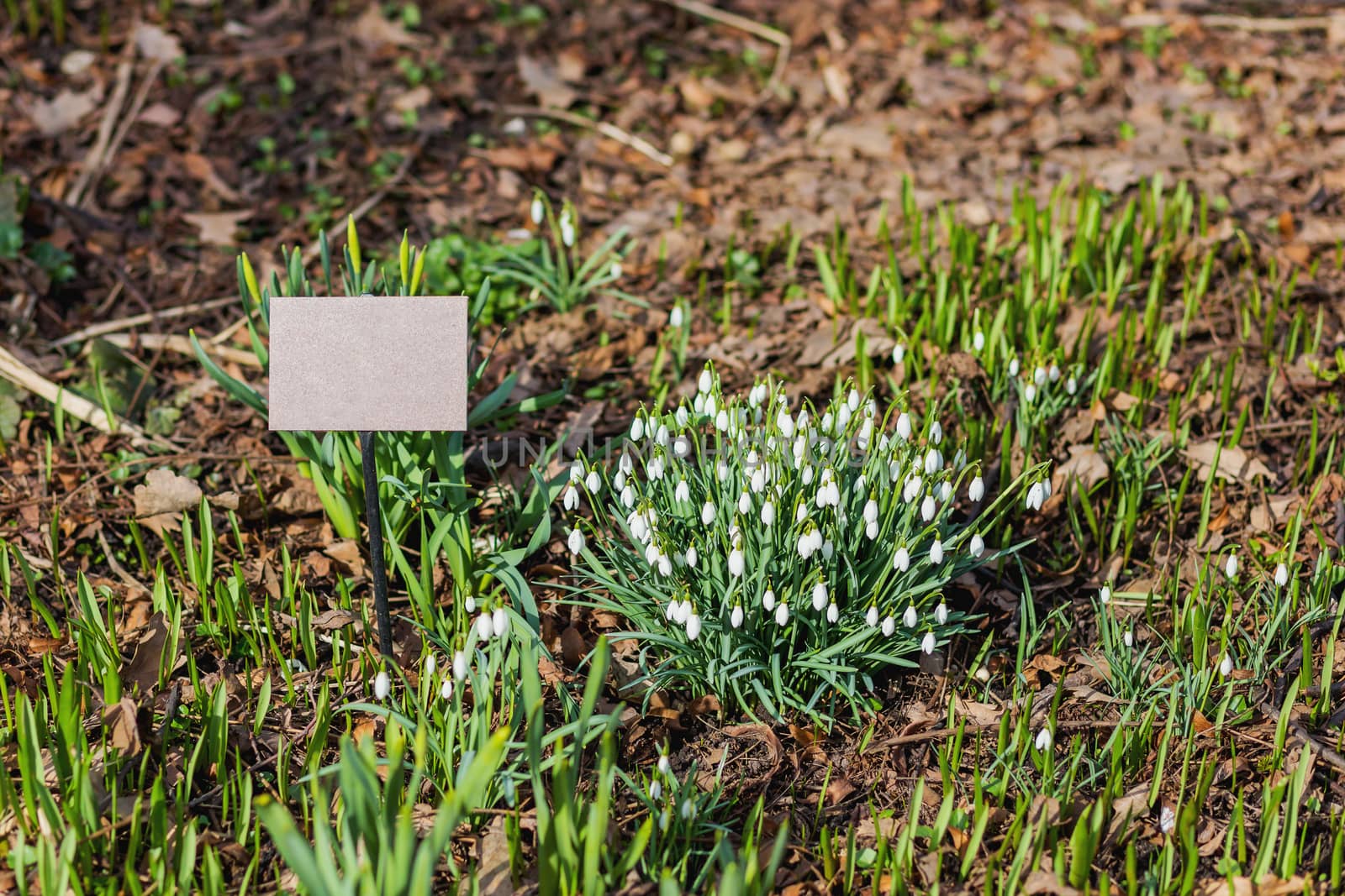 Snowdrop (Galanthus) flowers makes the way through fallen leaves. Natural spring background. Moscow, Russia. Place for text.