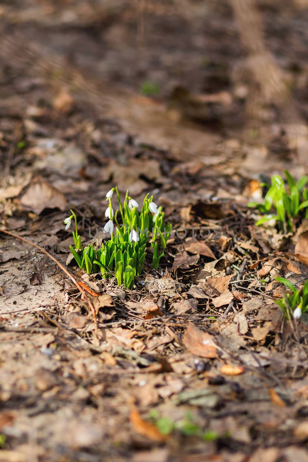 Snowdrop (Galanthus) flowers makes the way through fallen leaves. Natural spring background. Moscow, Russia.