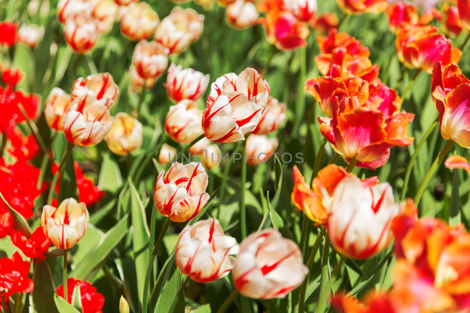 Natural background with different kinds of tulips. Spring background with colorful blossoming flowers in sunny day.