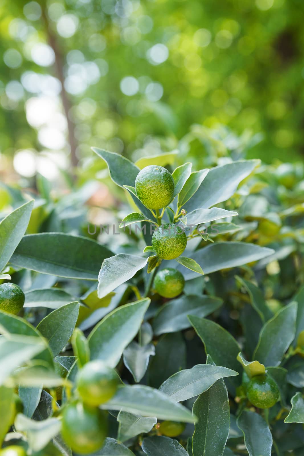 Fortunella japonica (cumquat). Natural background with cumquat fruits in foliage.