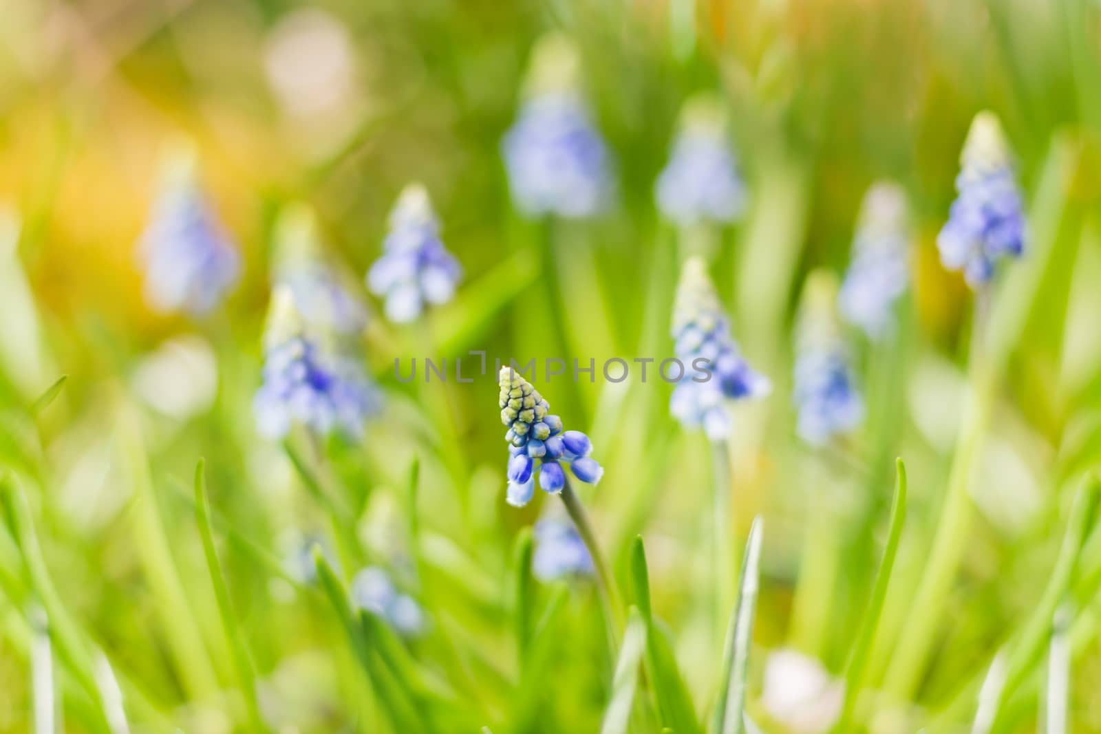 Muscari flowers. Deep blue flowers on green natural background. Sunny summer morning in garden.