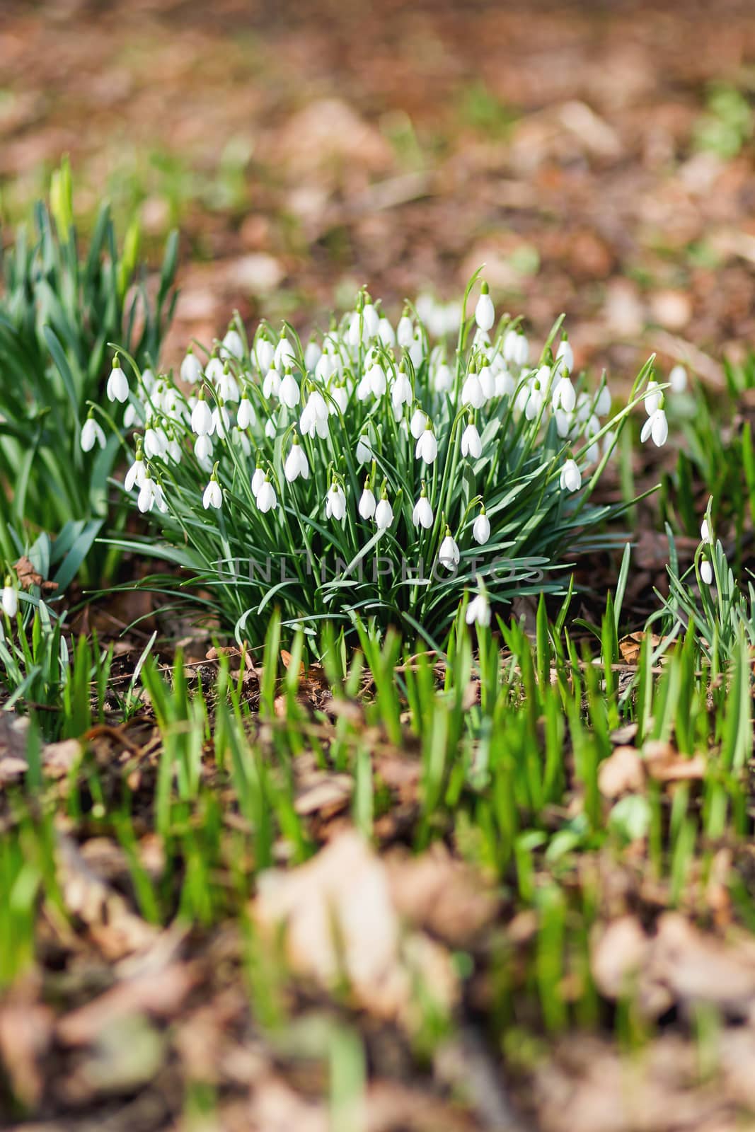 Snowdrop (Galanthus) flowers makes the way through fallen leaves. Natural spring background. Moscow, Russia.