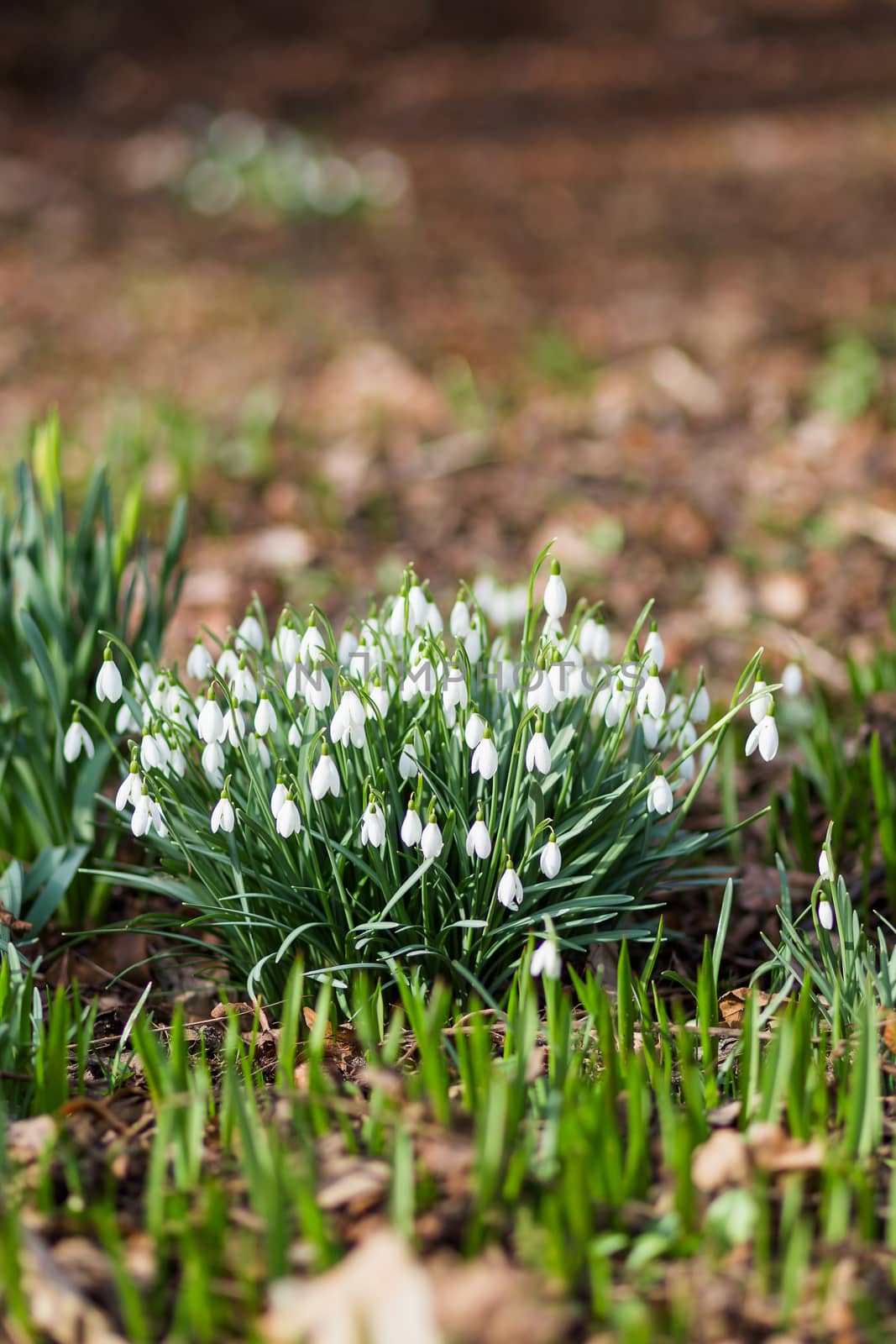 Snowdrop (Galanthus) flowers makes the way through fallen leaves. Natural spring background. Moscow, Russia.