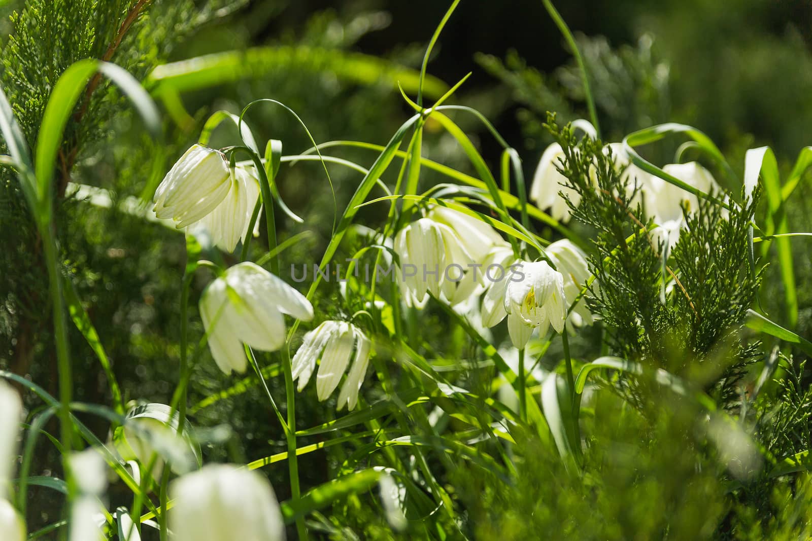 Fritillaria (plant in the lily family). White flowers on green natural background. Sunny summer morning in garden.