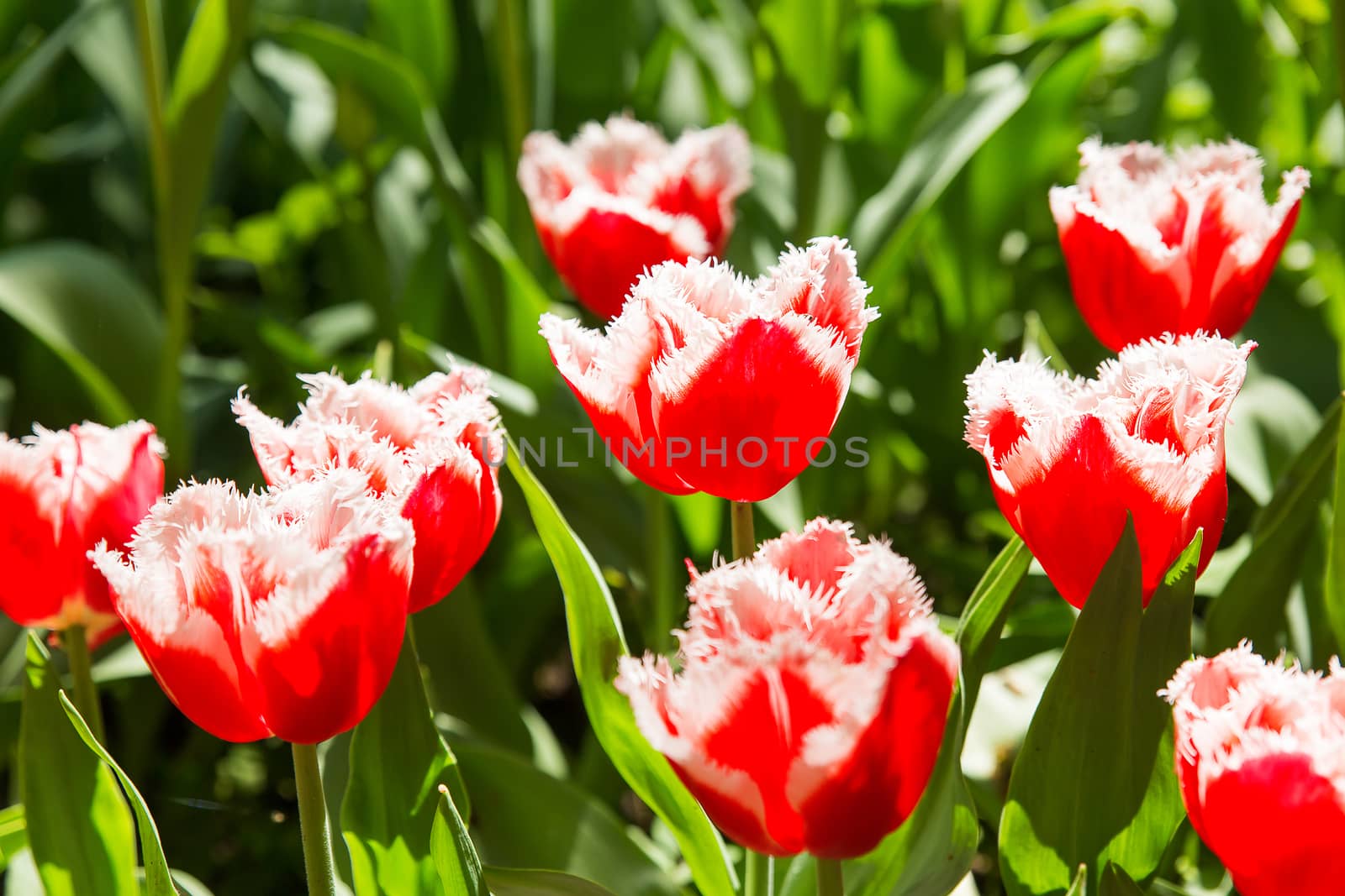 Natural background with different kinds of tulips. Spring background with colorful blossoming flowers in sunny day. Moscow, Russia.