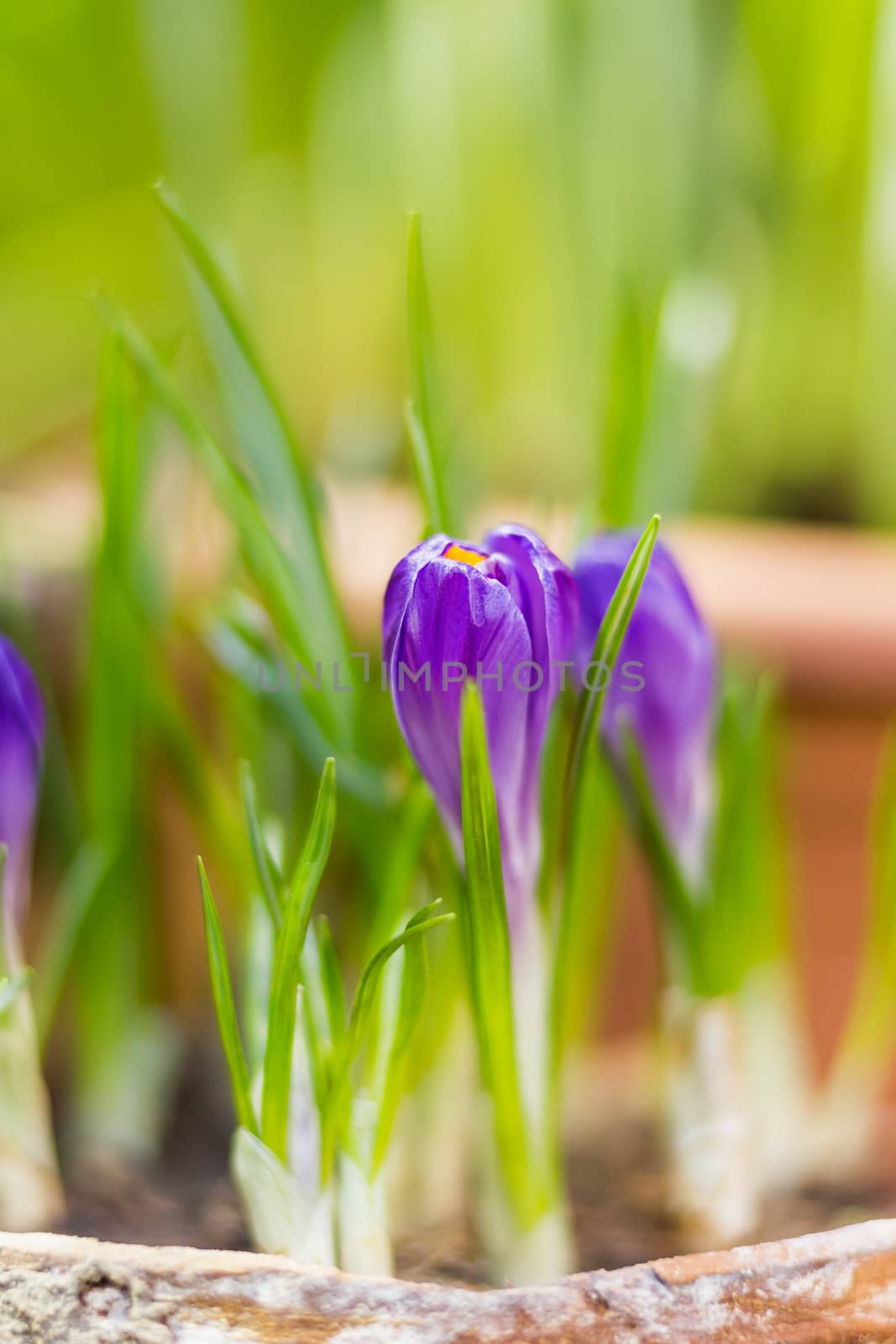 Crocus flowers makes the way through fallen leaves. Natural spring background. Moscow, Russia. by aksenovko