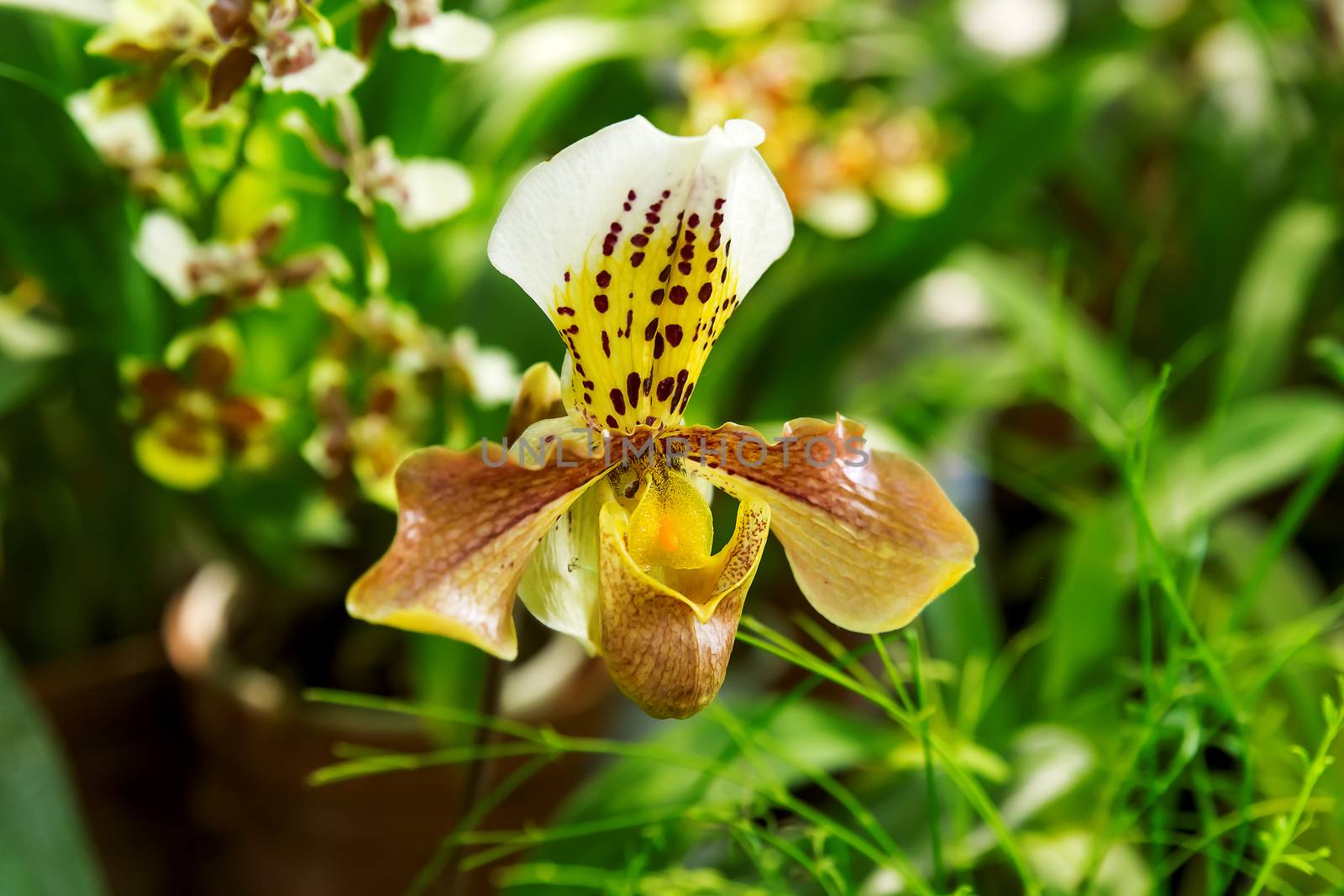 Orchidaceae Vanda, hybrid of paleotropical species. Big exotic flower on green natural background.