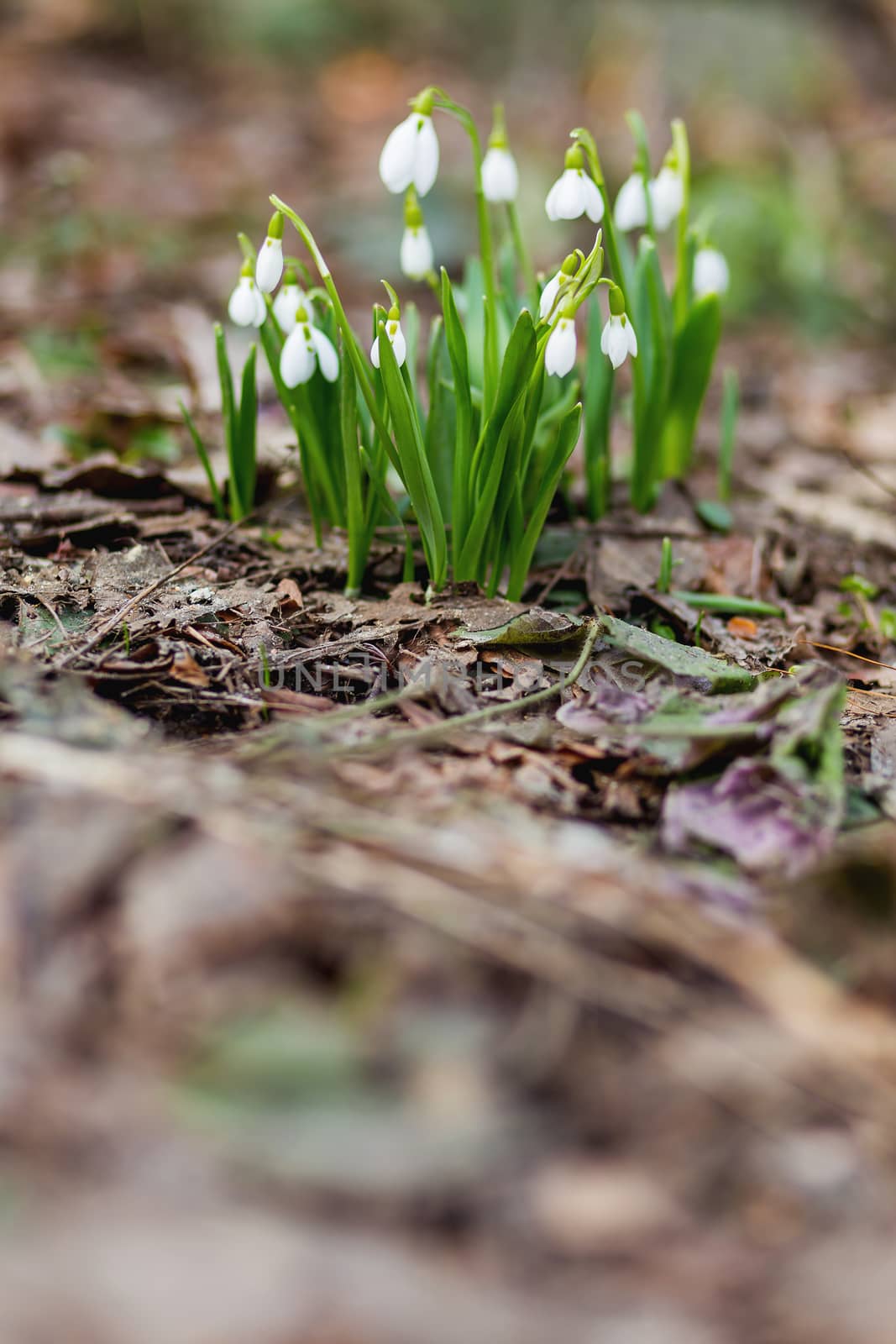 Snowdrop (Galanthus) flowers makes the way through fallen leaves. Natural spring background. Moscow, Russia. Place for text. by aksenovko