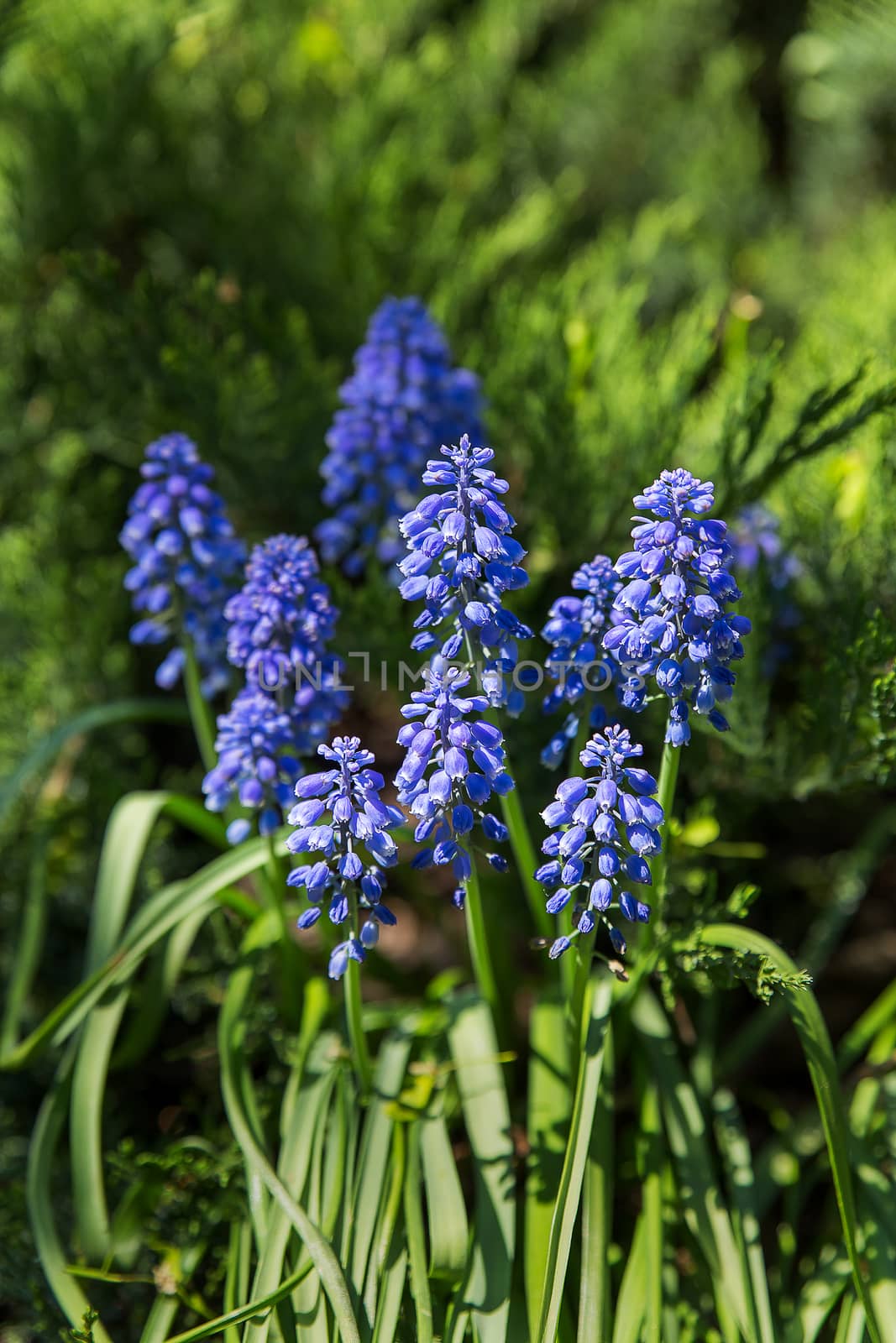 Muscari flowers. Deep blue flowers on green natural background. Sunny summer morning in garden.