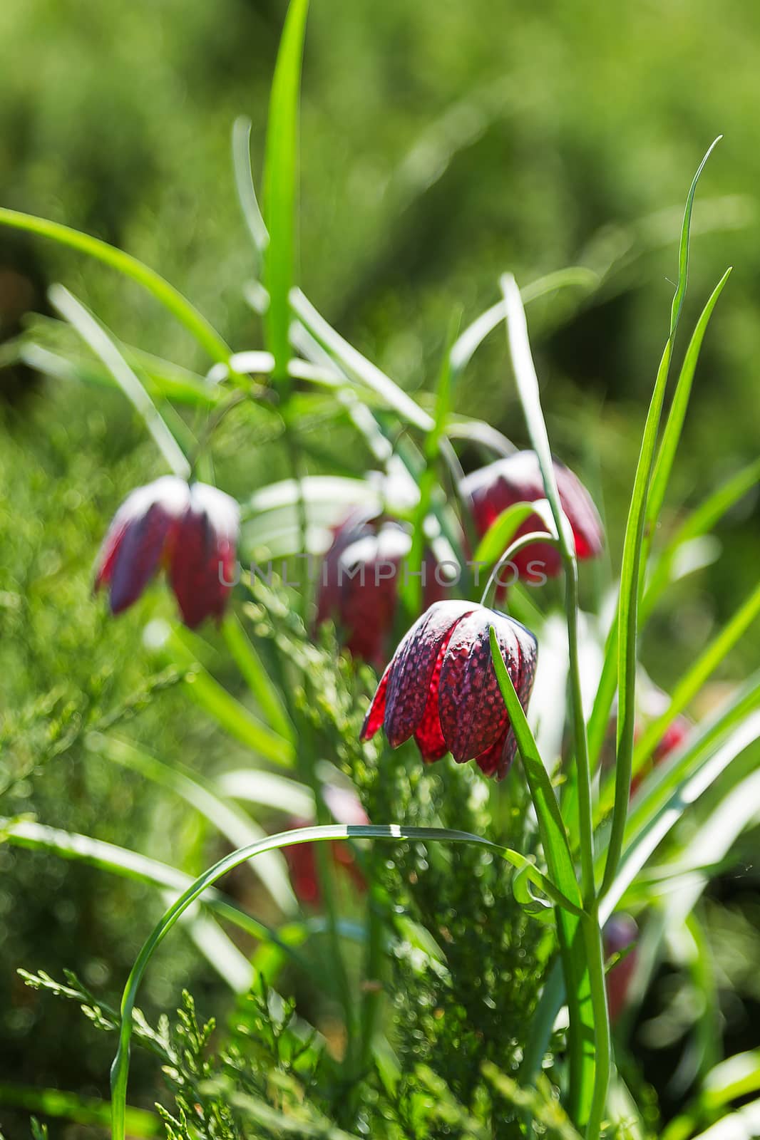 Fritill�ria mele�gris (plant in the lily family). Bright flowesr on green natural background. Sunny summer morning in garden.