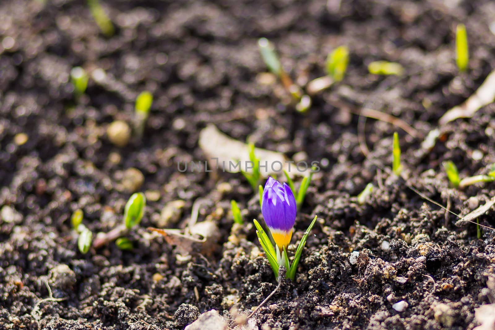 Crocus flowers makes the way through fallen leaves. Natural spring background. Moscow, Russia.