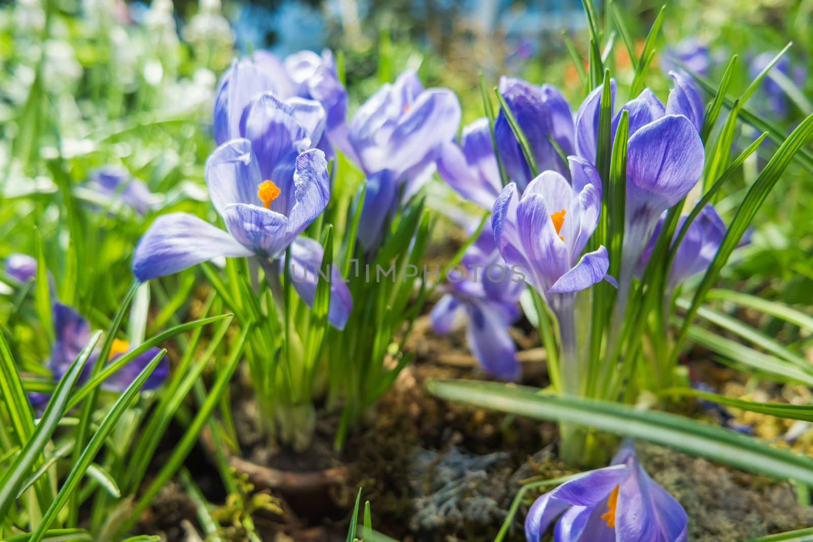 Crocus flowers makes the way through fallen leaves. Natural spring background. Moscow, Russia.