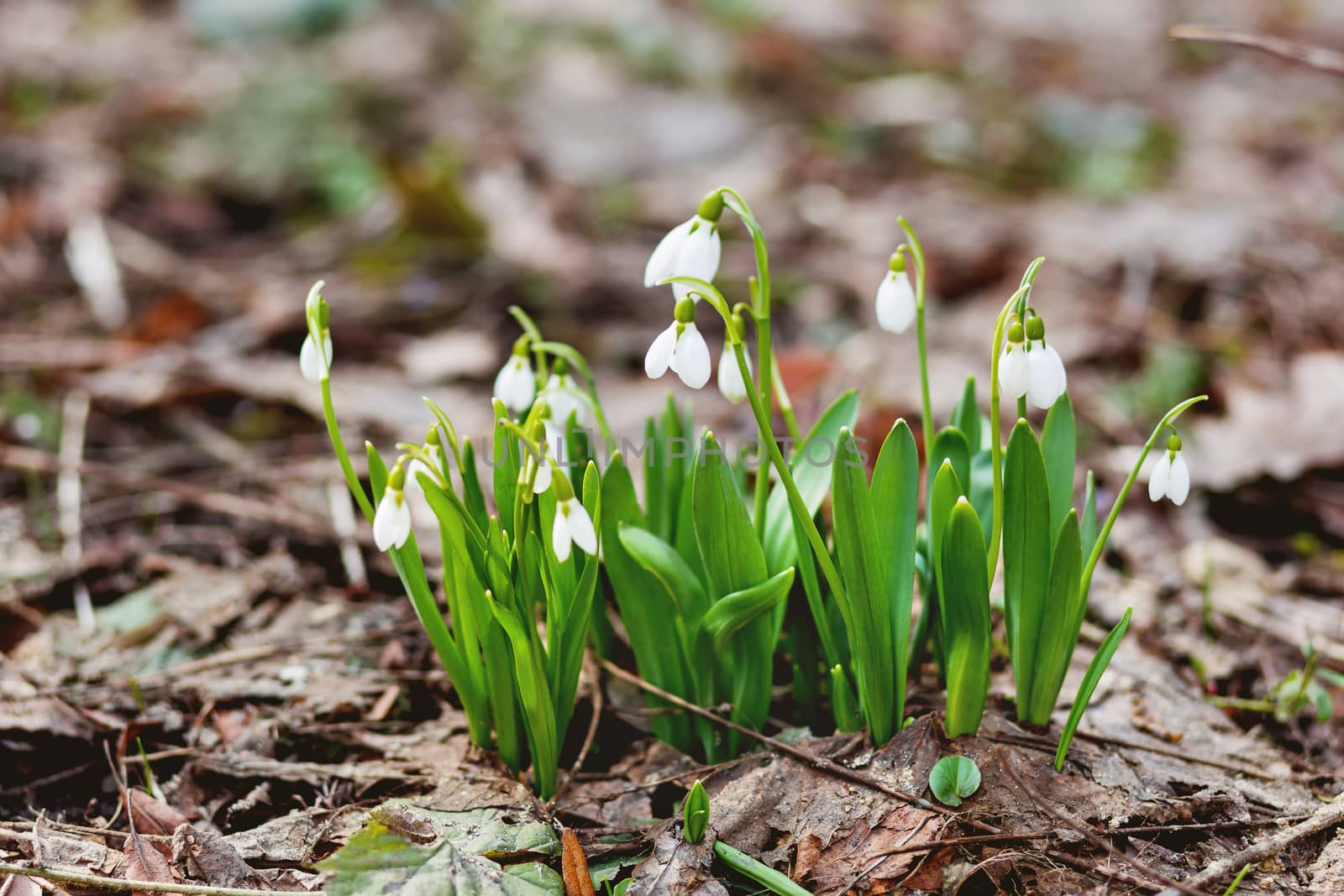 Snowdrop (Galanthus) flowers makes the way through fallen leaves. Natural spring background. Moscow, Russia.