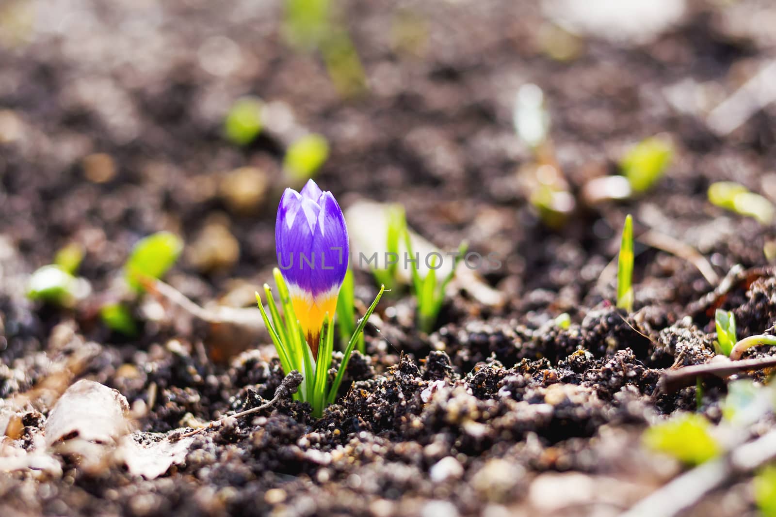 Crocus flowers makes the way through fallen leaves. Natural spring background. Moscow, Russia.