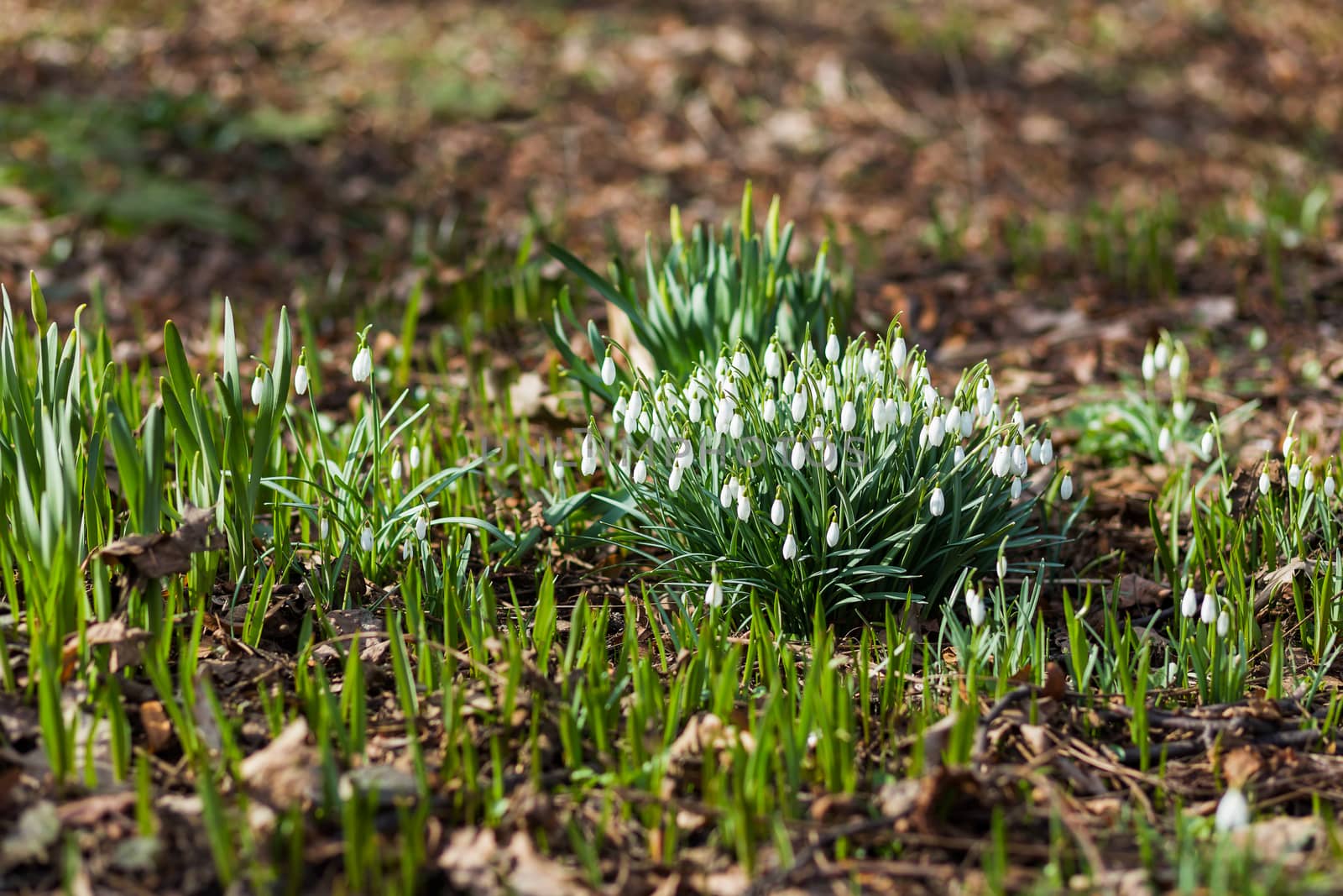 Snowdrop (Galanthus) flowers makes the way through fallen leaves. Natural spring background. Moscow, Russia.