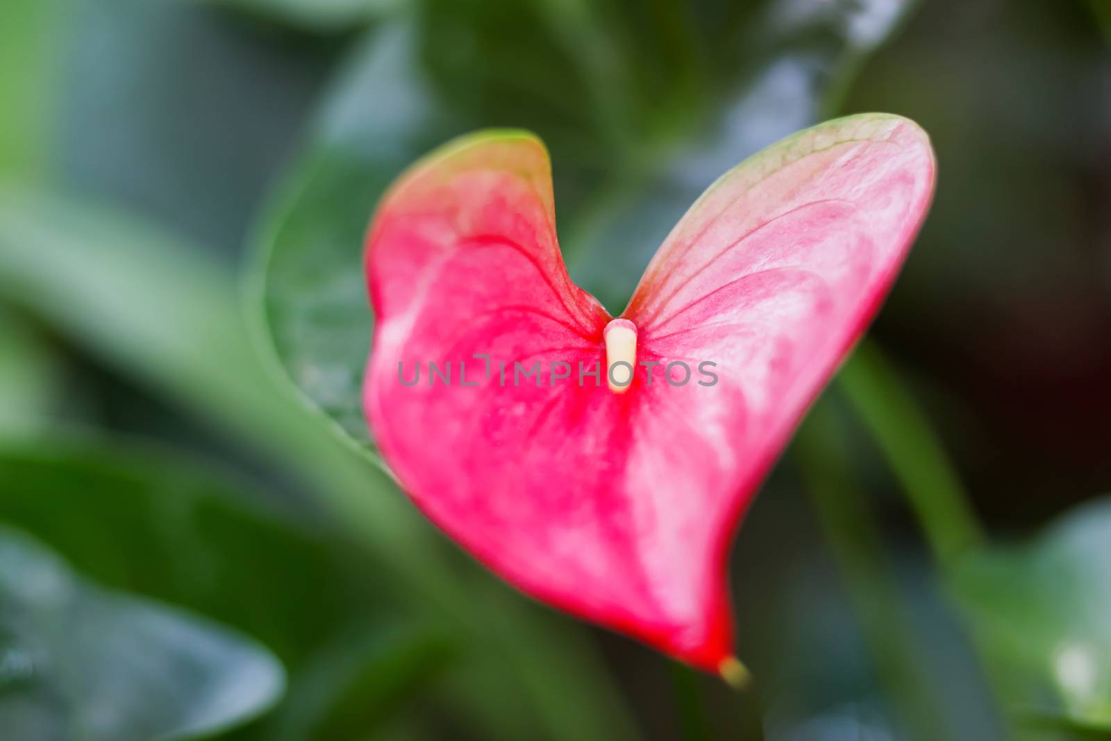 Heart shaped Anthurium andraeanum (Araceae family). Natural background with bright red flower.