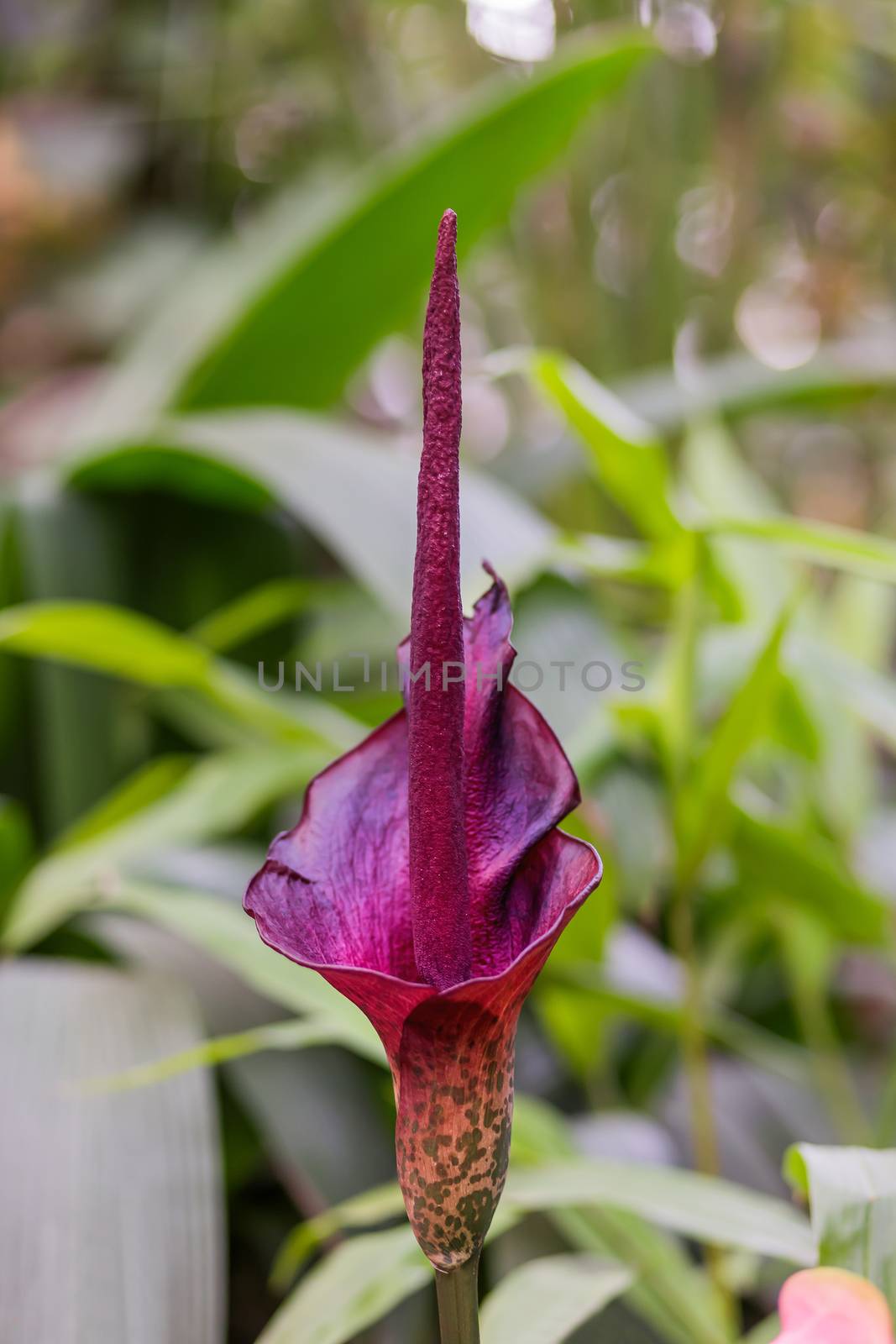 Amorphophallus konjac (also known as konjak, konjaku, konnyaku potato, devil's tongue, voodoo lily, snake palm, or elephant yam). by aksenovko