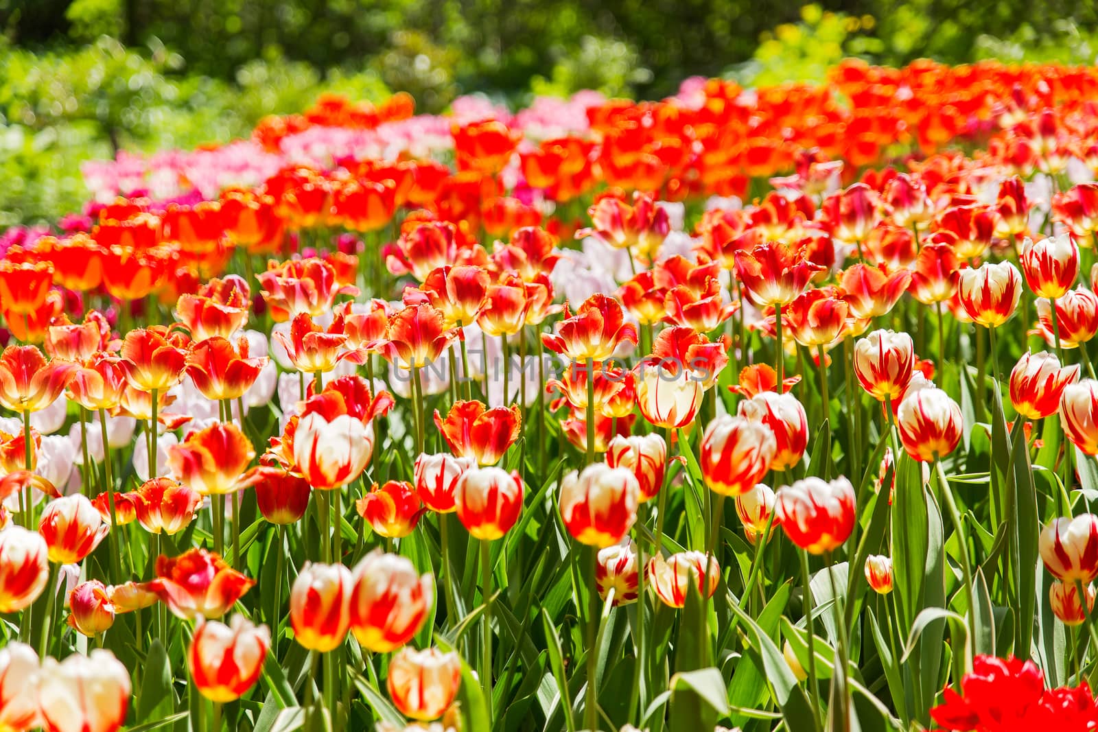 Natural background with different kinds of tulips. Spring background with colorful blossoming flowers in sunny day. Moscow, Russia.