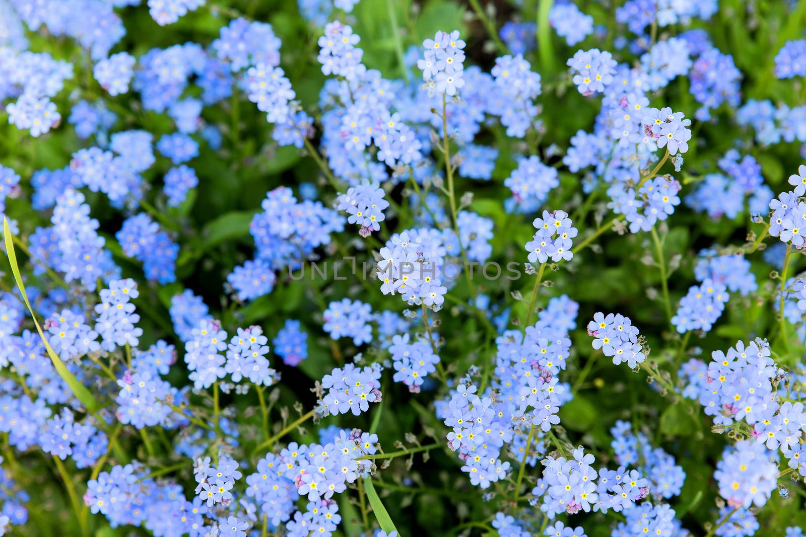 Forget-me-not flowers. Natural summer background.